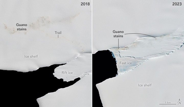 An image (left) shows a long trail of guano extending from rift ice northward to a larger guano stain on a nearby ice shelf in 2018. In 2023, brown guano stains are visible on fast ice much closer to open water, while there is no sign of the penguin colony on the ice shelf (right).