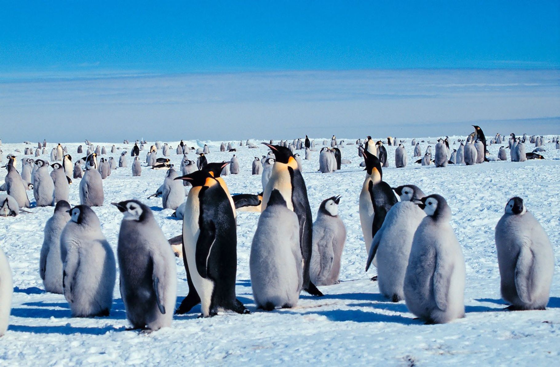 Three adult penguins with black-and-white plumage are surrounded by several younger penguins with fuzzy gray plumage.