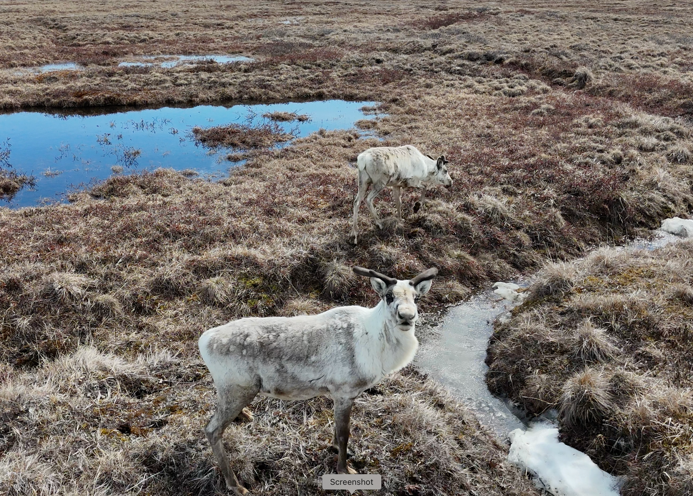 Two caribou stand on grassy ground in the Arctic with a river nearby and a pond in the distance.