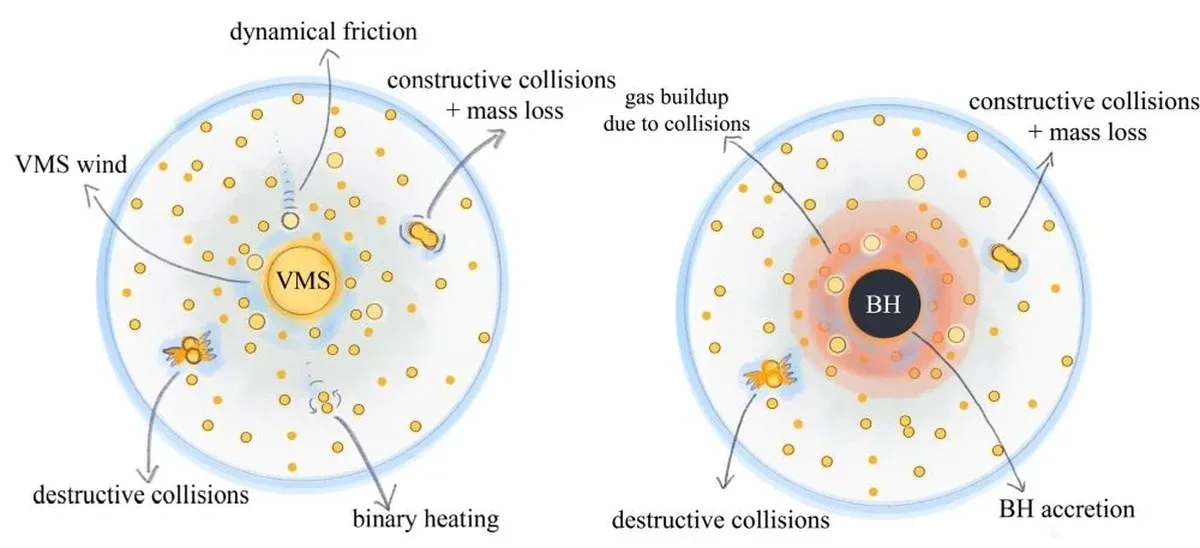 These simple schematics show two separate pathways in the dense clusters. The left shows how stellar collisions in a cluster without a black hole are constructive and lead to very massive stars. The right shows how collisions in a cluster with a black hole are generally destructive, leading to the build-up of thick gas near the black hole, which is then accreted. This could be how Little Red Dots are created. Image Credit: Claire E. Williams et al 2026 ApJ 1012 1