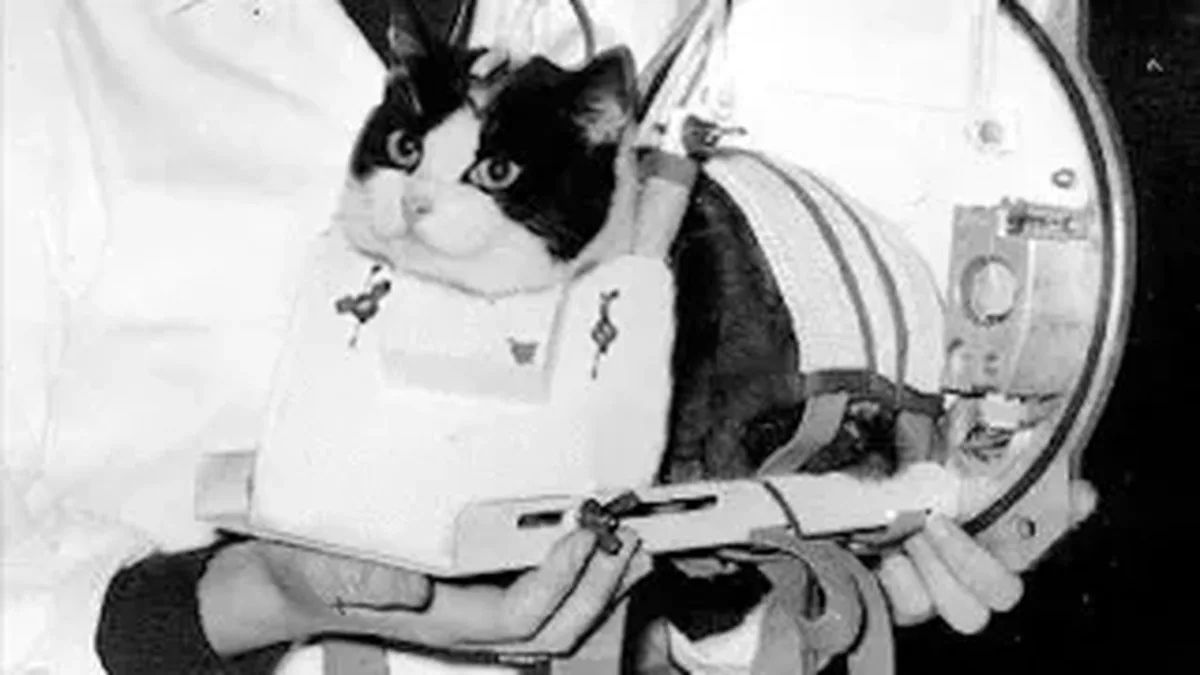 a black-and-white cat in a small device held down with straps and tubes