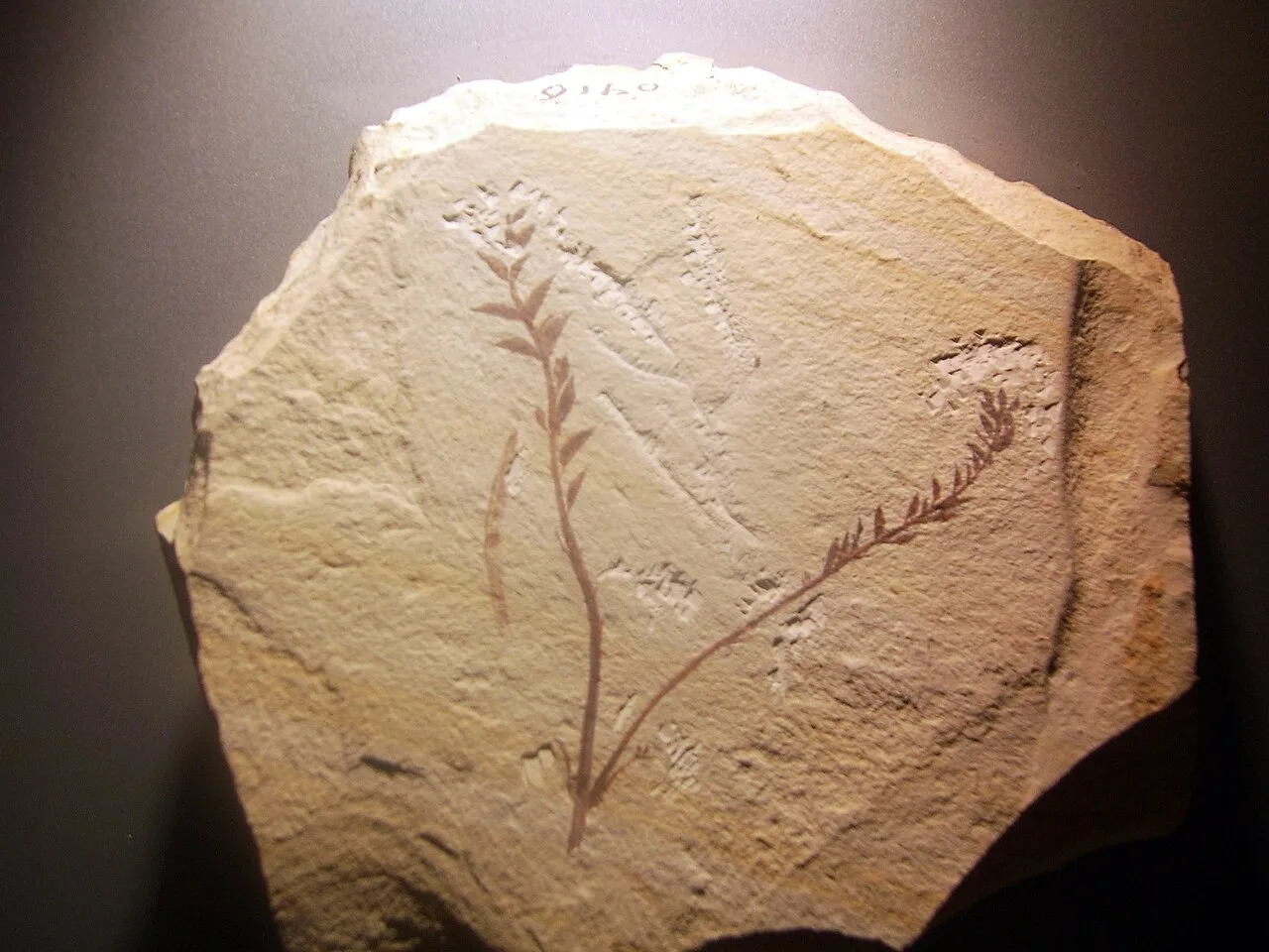Çin'deki Yixian Formasyonu'ndan bir Archaefructus fosilinin replikası