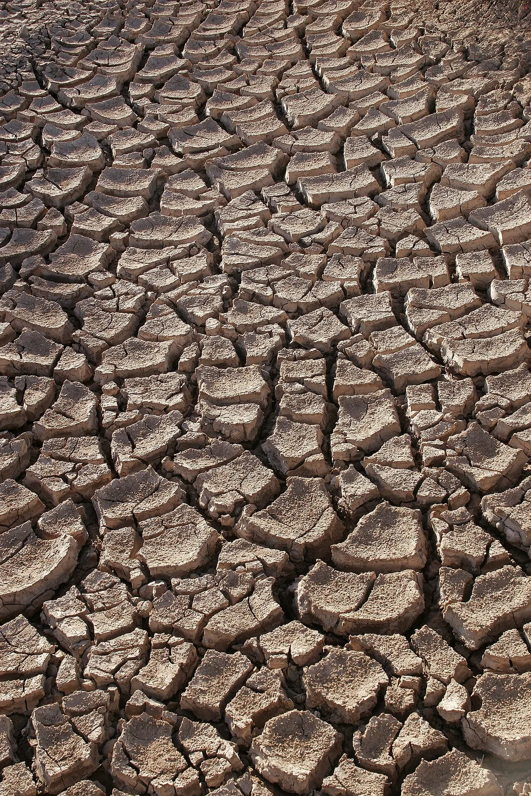 Sonoran Çölü'nde kuraklık, Meksika.